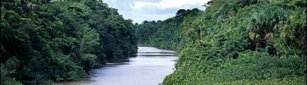 アマゾンの熱帯雨林